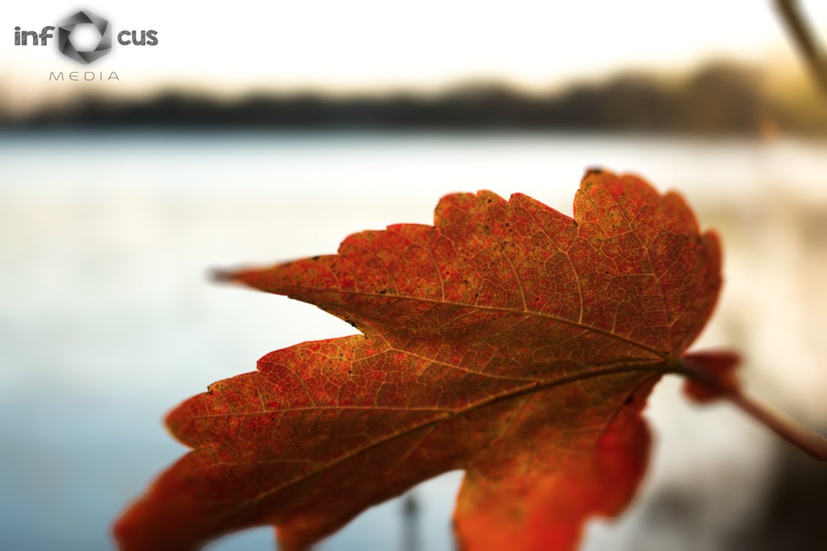 in_Focus_Media's tweet photo. Fall is my favorite time of year! Here is a pic from last fall #fall #photography #infocusmedia #blur https://t.co/oELiABJc4V
