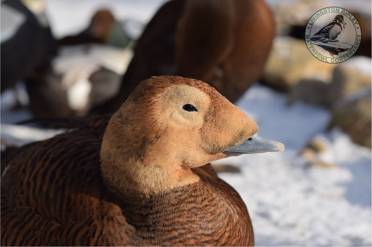 Ripley_ducks's tweet photo. The gorgeous Spectacled #eider normally #overwinters in #polynyas. 
#adaptations #waterfowl #ducks #aviculture https://t.co/qZnw6mnCuh