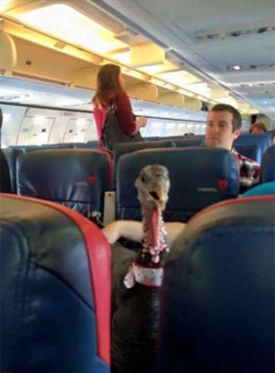 A3Noticias's tweet photo. Un pavo viaja con su dueño en un avión porque "es imprescindible para su salud emocional" https://t.co/FlviN4Fxnp https://t.co/qUmuRFYL9x