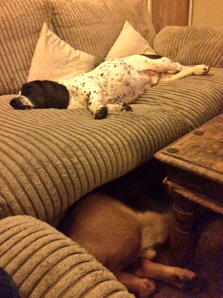 HarrisKeri's tweet photo. @codylong82 @dogcelebration Sunday afternoon snoozing, one above and one below 🐶💤💤 https://t.co/YiEp6kBsVG