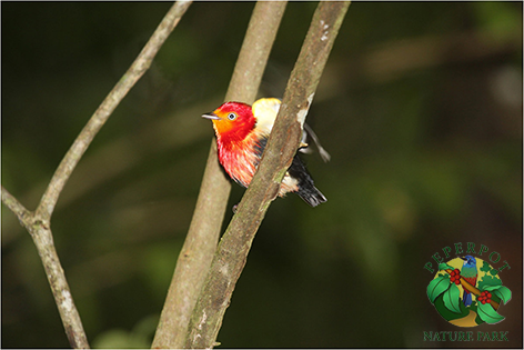 sumnerlauzier's tweet photo. RT https://t.co/iPwzlq3hLq Love birds? Visit #Peperpot Nature Park to see this Crimson Hooded Mannakin in his nat… https://t.co/El0o0kPqPJ