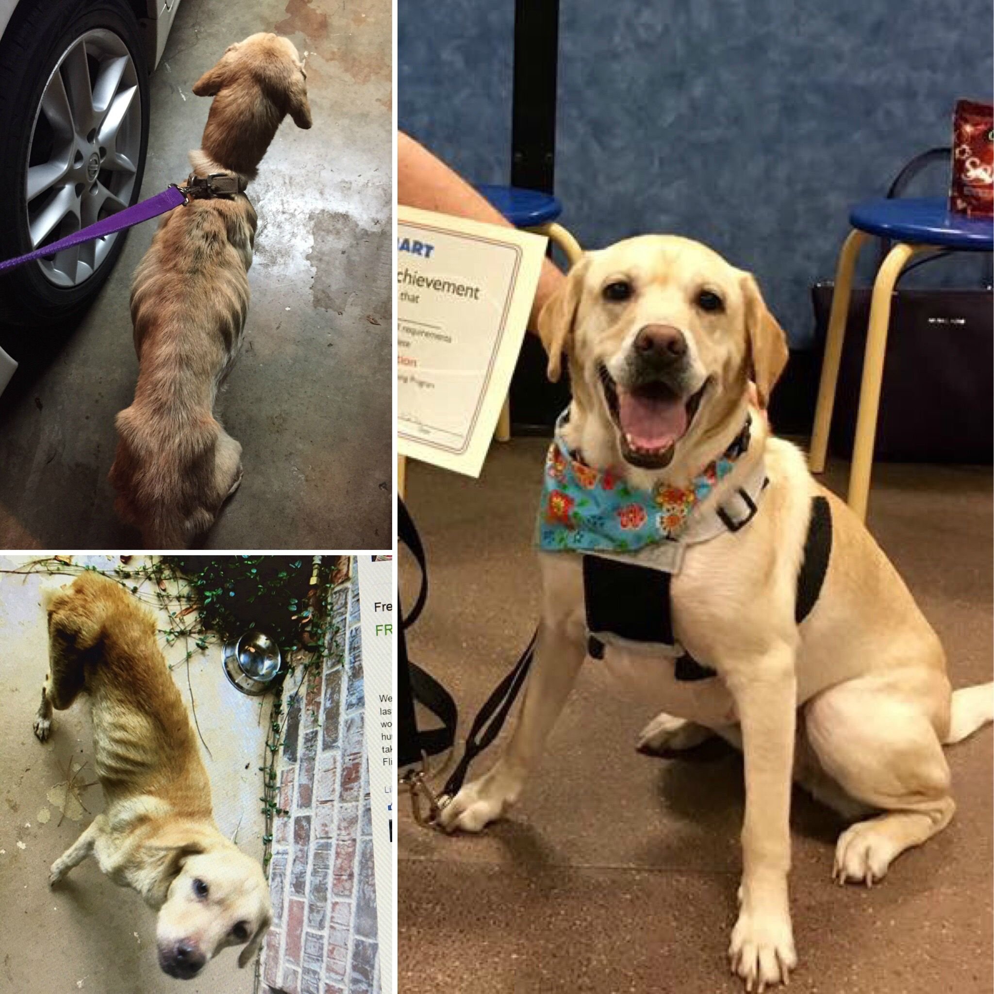 Bakersfield SPCA (BakersfieldSPCA) / Twitter