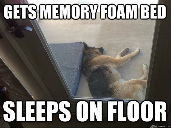 theBarkTV's tweet photo. Sleeps on floor.. #MemoryFoamBed #SleepsOnFloor #SmartDog #Dogs https://t.co/MenJVMwwvY