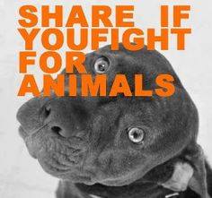 petsource1 tweet picture