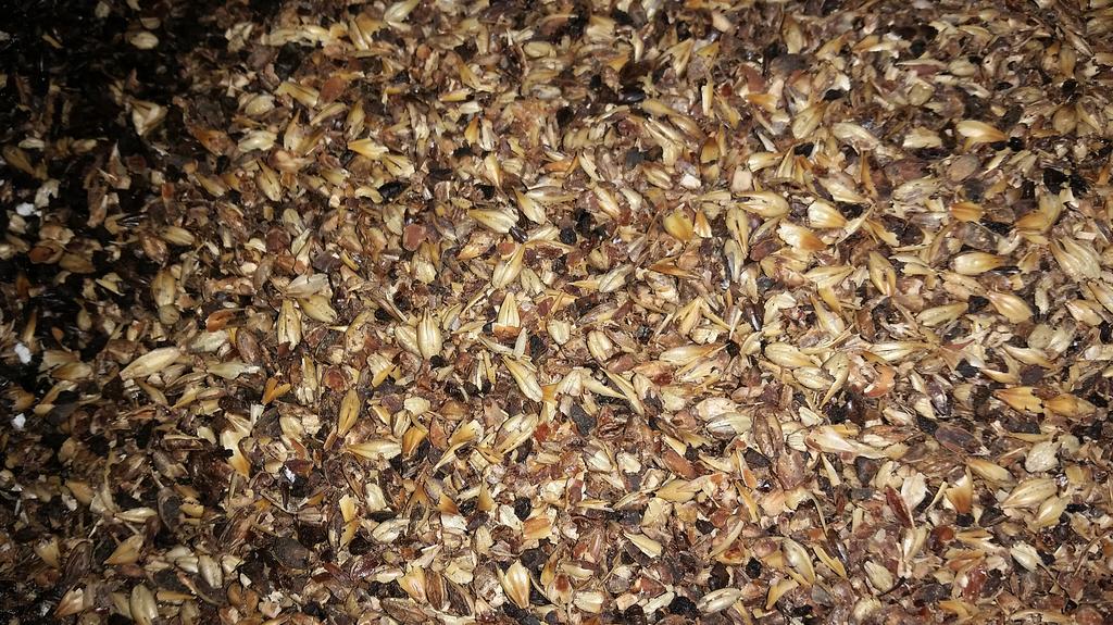 clermontbrewing's tweet photo. Steamboat Stout, ready in time for the wearing of the green. https://t.co/mXugLbirrK