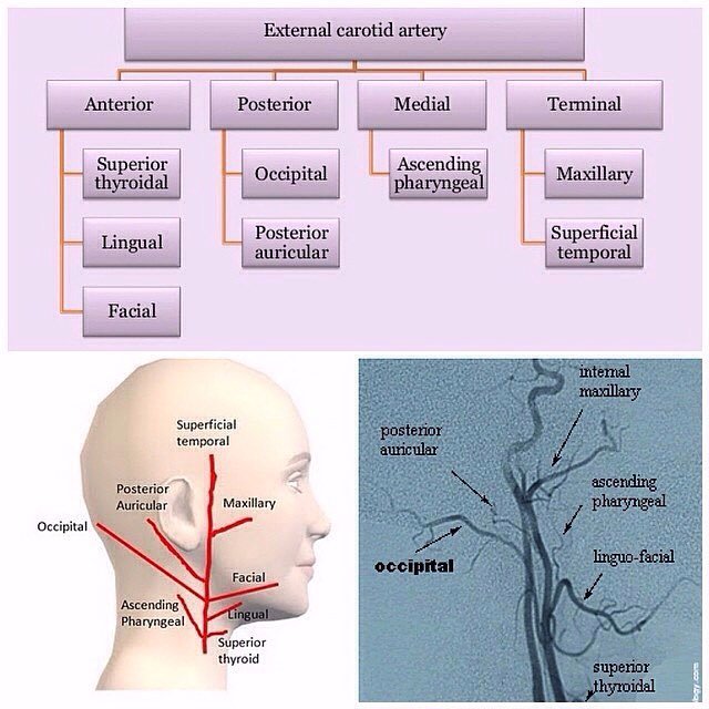 mosaiced_'s tweet photo. #medstudent #medschool #foamed #usmle https://t.co/lXCHK5O4ys