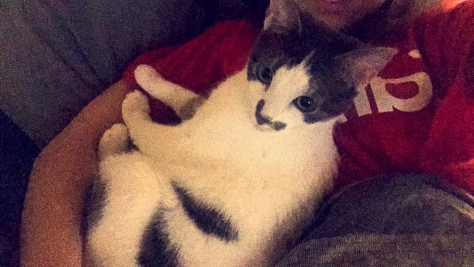 Morning kitty cuddles ✨ https://t.co/r2qfeHAQZ3<a href="/tag/pax"class="tags"><span>#pax</span></a>