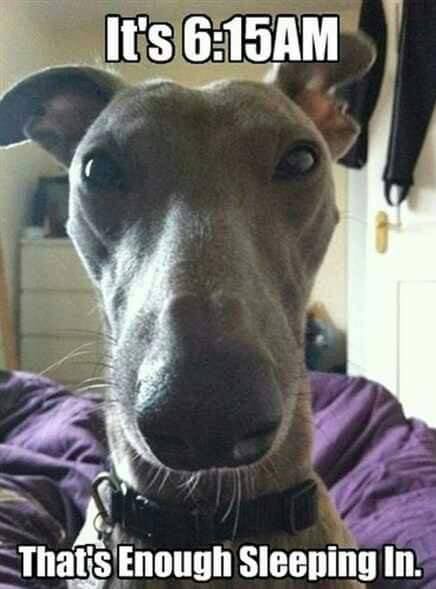 SPAWLLC's tweet photo. It's 6:15am! That's enough sleeping in! 
#dogs #lovedogs 
https://t.co/HjdxUCIHkq https://t.co/q3PG5VCxsa