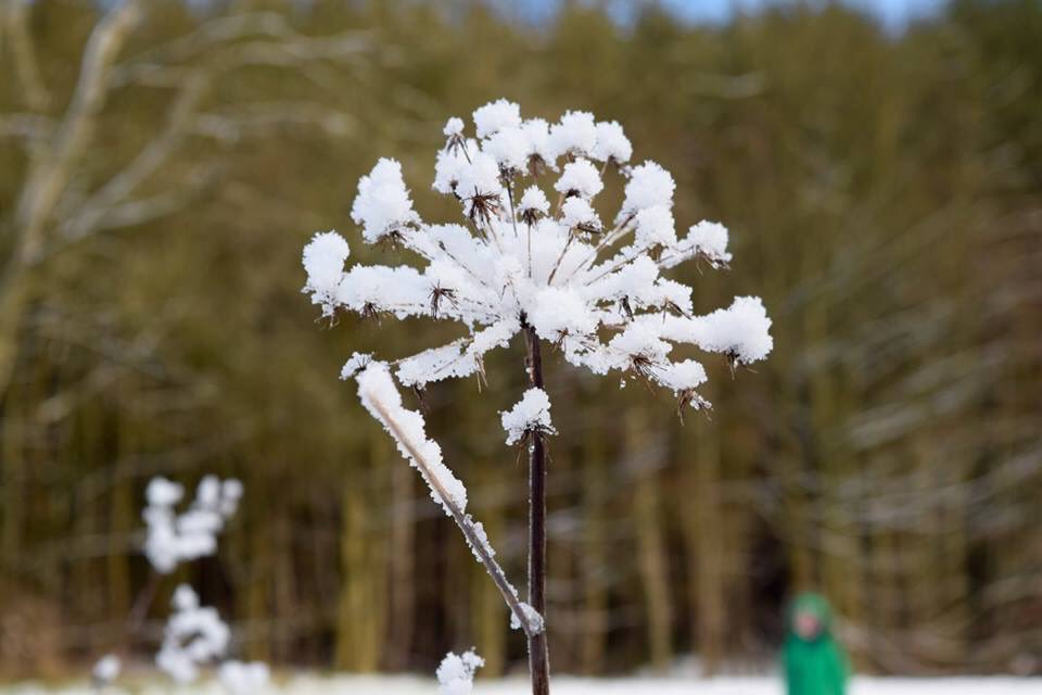 Kedgerybears's tweet photo. @TH_Robins @THGoldcrests We've been enjoying the snow today, have you? https://t.co/LkR3TMMMKL