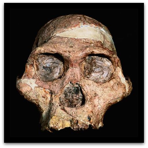 Qafzeh's tweet photo. Meet the family - Australopithecus africanus - Australian Museum @austmus #Qfossil #MrsPles https://t.co/QLISFrqYCL https://t.co/0FzqHw8Oox