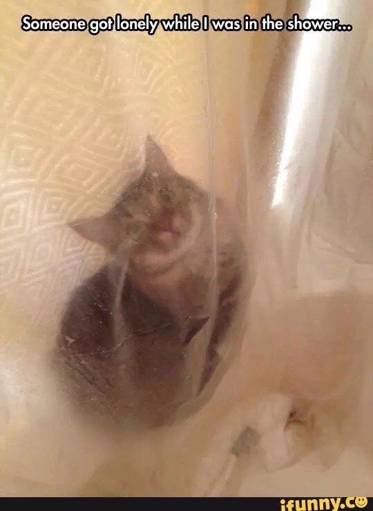 StoneKidman's tweet photo. #pyric #cat #shower #iFunny @dkelley348 @cheyenne_jewel  https://t.co/AcauBTApBu https://t.co/l5QqYxdyoF