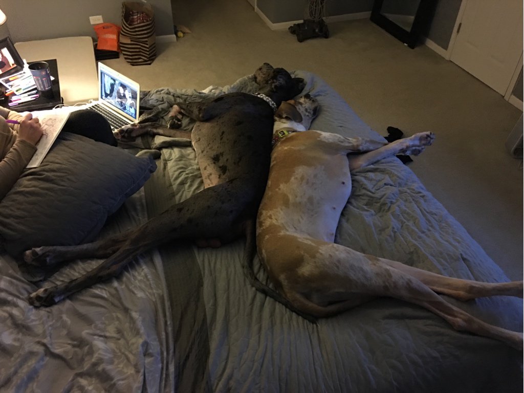 TattooedBacon's tweet image. Not much room in the bed either. #greatdaneproblems