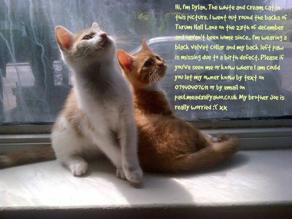 RustytheKitty's tweet image. pals iffins yoo cans pwease helps dis sweet fambly be weuniteds in a safe noo home!   gofund.me/z5bs25n