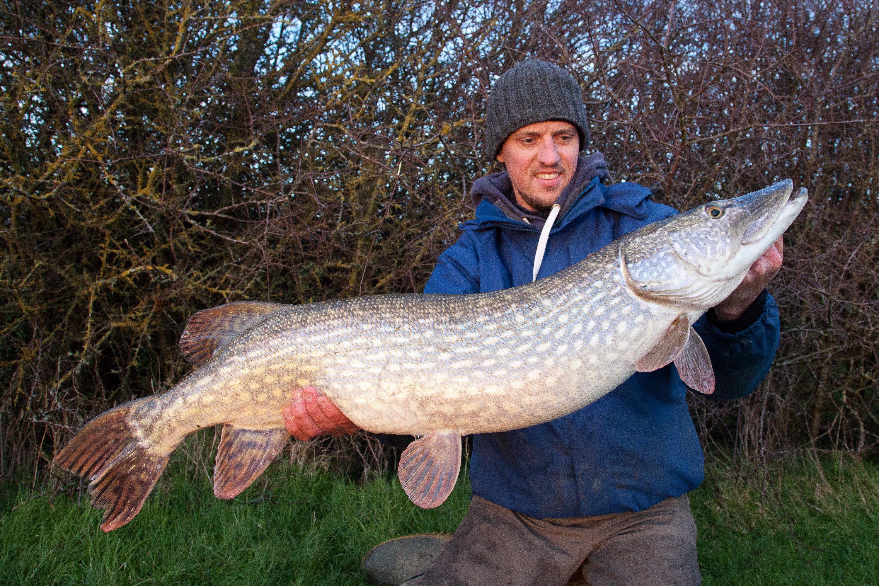 FISH PEDASi - PANAMA on X: A superb session pike fishing