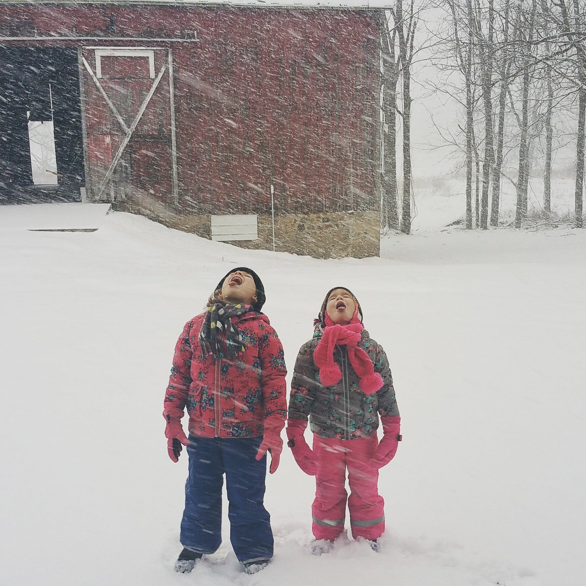 KLamb14125's tweet photo. Some get more excited about the snow than others. #winterfun #catchasnowflake #redbarn https://t.co/x5KzbPYuZN