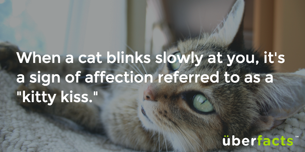 UberFacts's tweet photo. Can't handle it. https://t.co/yooeUUrprU