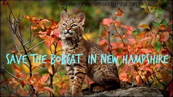 _AnimalAdvocate's tweet photo. #Tweetstorm to #SaveNhBobcats happening  NOW!

Please RT and join!

#Extinction is forever

https://t.co/cfpPjRDujg https://t.co/qgzHXkgKEH