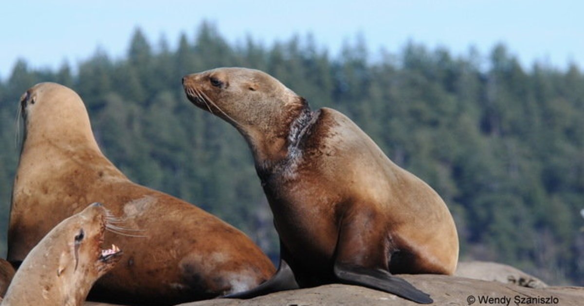 GreenpeaceAP's tweet image. More #plastic in the #ocean than the weight of 1,300 blue whales. :( &amp;gt;&amp;gt;  huff.to/1PYLXnQ