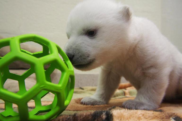 thepetlover08's tweet photo. Bobblin’ -N- Wobblin’ #Cute #Animals #Pets #aww #pics https://t.co/2UJXwmkerm