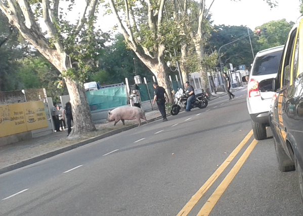 Cronica_ok's tweet photo. ***AHORA | Chancho suelto en Beiró y Terrada, en Agronomía. Los vecinos le dan agua #ChanchoooVa #NoTieneLaDeBoca https://t.co/FGfFx92bzp