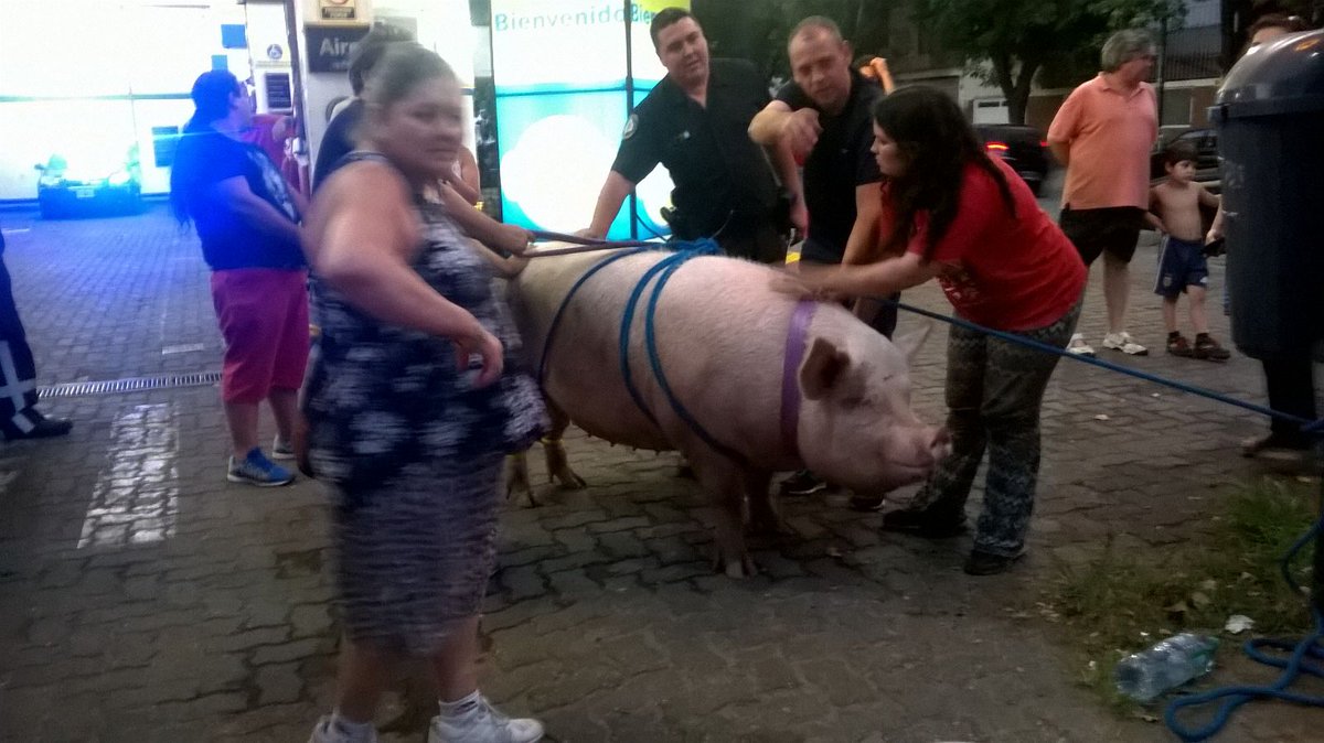 Cronica_ok's tweet photo. ***AHORA | Chancho suelto en Beiró y Terrada, en Agronomía. Los vecinos le dan agua #ChanchoooVa #NoTieneLaDeBoca https://t.co/FGfFx92bzp