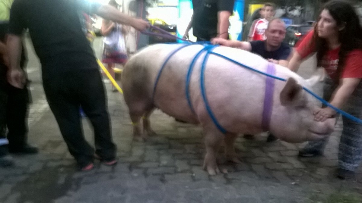 Cronica_ok's tweet photo. ***AHORA | Chancho suelto en Beiró y Terrada, en Agronomía. Los vecinos le dan agua #ChanchoooVa #NoTieneLaDeBoca https://t.co/FGfFx92bzp