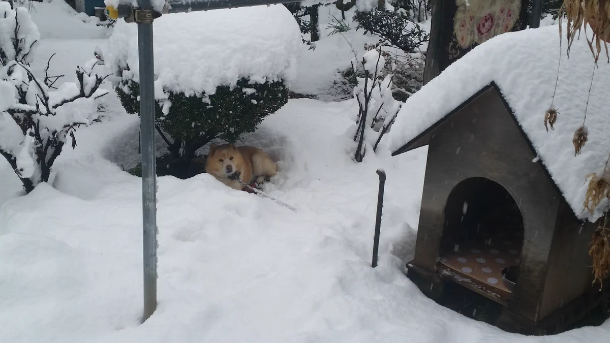居場所を間違えているワンコが可愛すぎて笑えるｗｗ