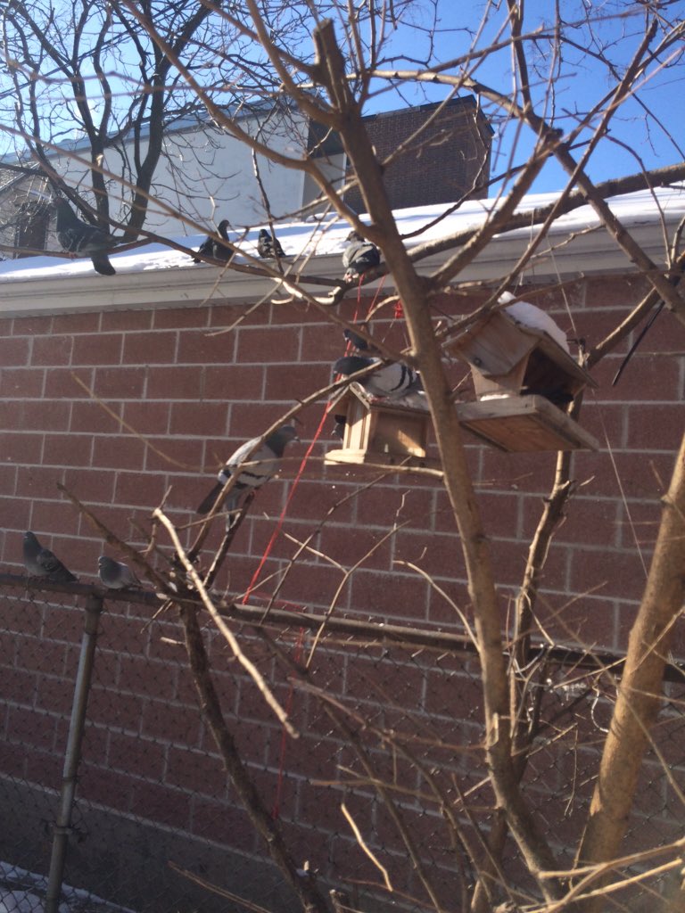 Lungbasket tweet media