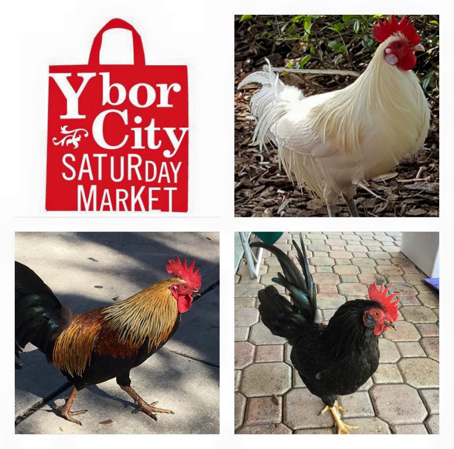 ybormarket's tweet photo. Every Saturday, 9am-3pm! #ybormarket https://t.co/xW4bHyeMe5