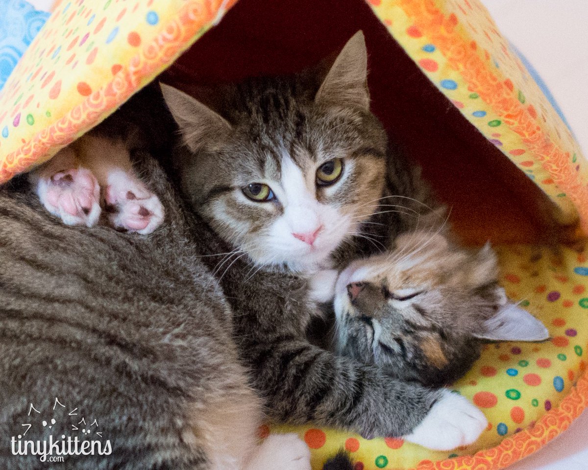 tinykittensHQ's tweet photo. #MiracleKitten Cassidy's super-sweet colony-mates are ready for homes!  Apply today: https://t.co/97tdwv3n1N https://t.co/NK2Lk2MaF5
