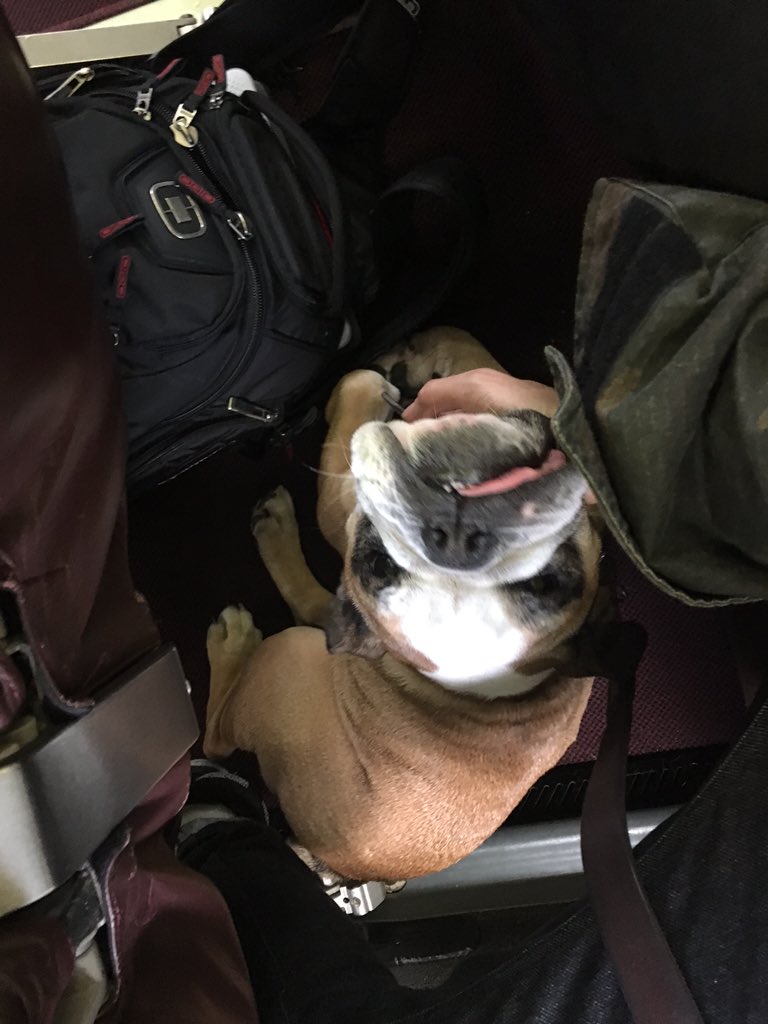 Fuck yeah I'm heading up to @MammothMountain with my baby girl @cocodimmakdog! https://t.co/T0v8MA3Un4