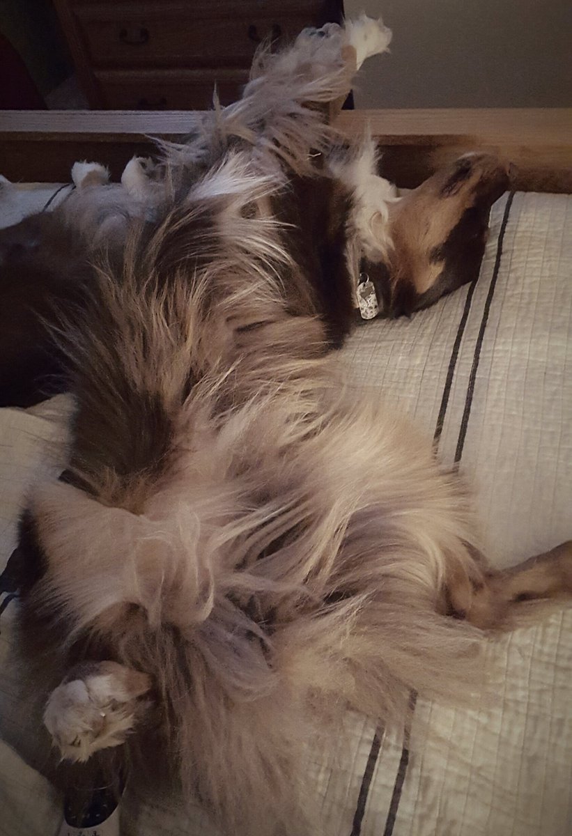 KPcomedian's tweet photo. Somehow he can sleep like this.  #doggylifestyle #aussiedog https://t.co/NhdG2APl3e