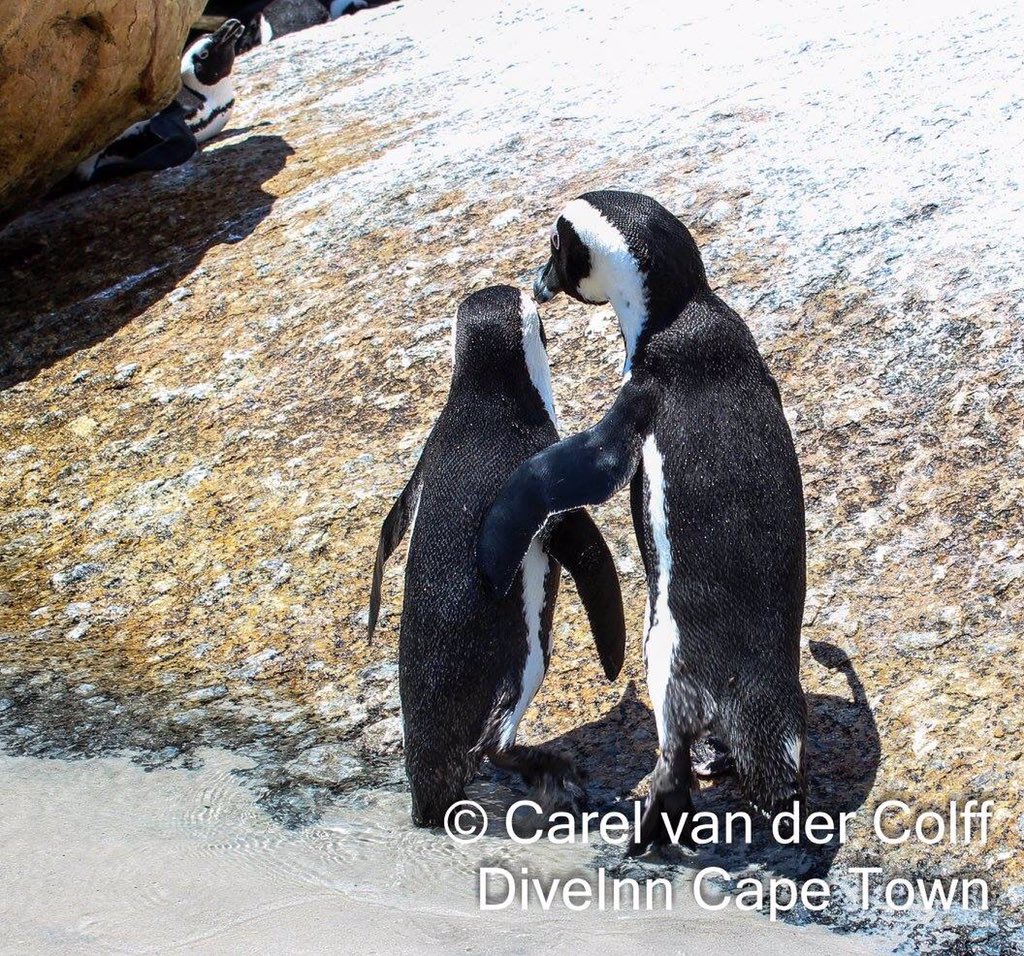 DiveInnCapetown's tweet photo. Come darling up the rock you go π https://t.co/zs4u76MO9G
