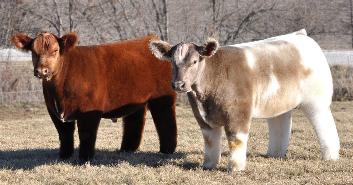 samrujlok's tweet photo. Fluffy Cows วัวขนปุยพันธุ์ TEXAS TORNADO คนส่วนใหญ่รู้จักในนาม “Fluffy Cows” พบได้ที่เมืองอะเดล รัฐไอโอวา อเมริกา https://t.co/xh5WqDr72d