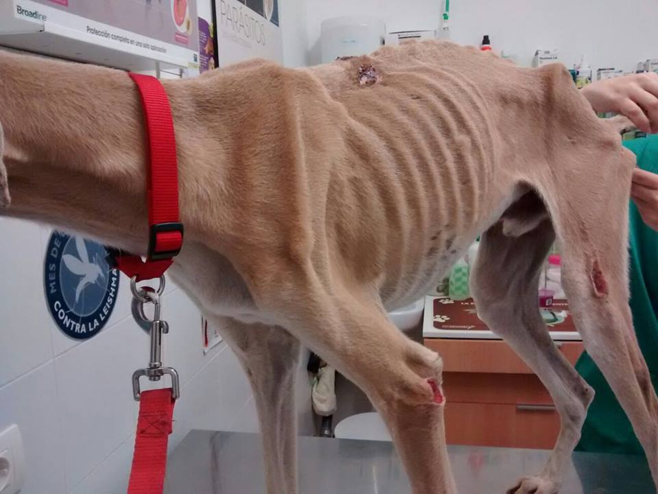 EL #GALGO DIEGO NECESITA #ACOGIDA #URGENTE, EN #HUELVA X TEMAS VETERINARIOS. ESTÁ EN REFUGIO,NO AGUANTARÁ! 670065073
