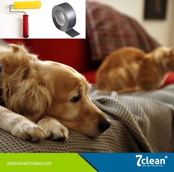 7_clean's tweet photo. Elimina el pelo de las mascotas con un rodillo y cinta americana del lado del adhesivo  #Tips7clean https://t.co/JqUr1OolFS