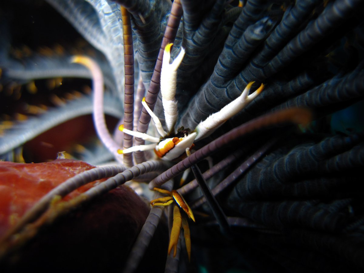 WhiteManta1's tweet photo. Look a little closer, slow down your diving, you never know what you might find #macro #whitemanta https://t.co/sQGZxAu717