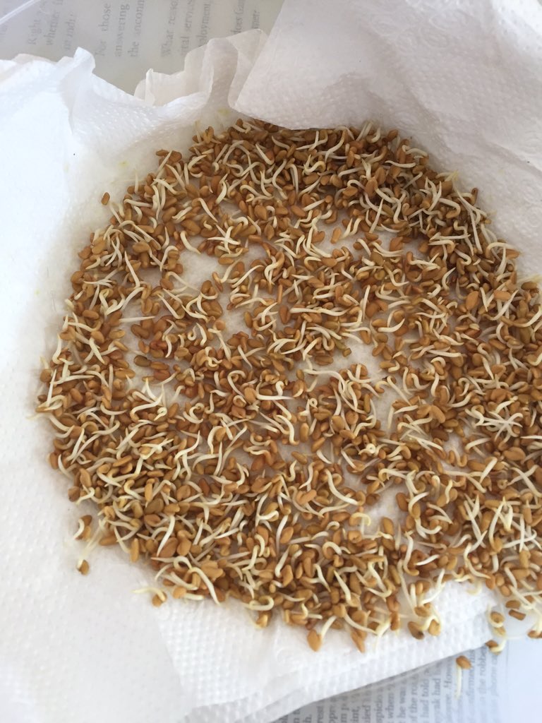 Indicators on Where To Buy Fenugreek Seeds In South Africa You Need To Know