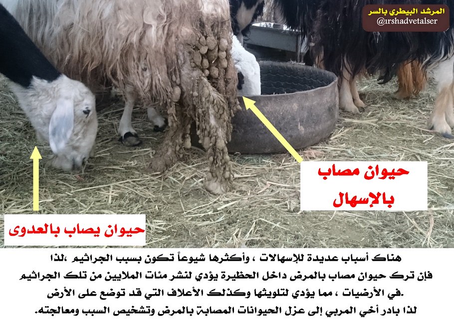 irshadvetalser's tweet photo. مفلح
الأ��راض قد تنتقل في الحلال بسبب تلوث الأرضية بالإسهالات..
لذا اعزل المصاب "فورا"
تنبيه:
صورة حيوان مصاب بإسهال👇 https://t.co/zODz57WyYB
