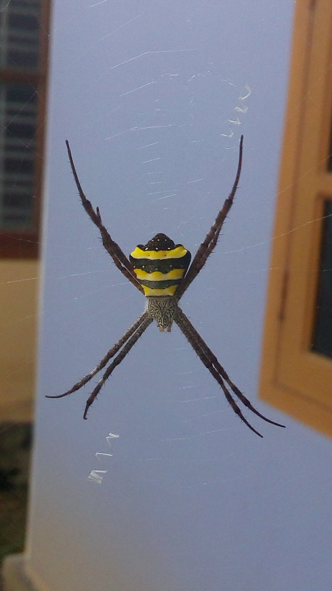 keralawriter's tweet photo. #spider #help #whichspider #whichspideristhis #question #givemeanswer #horrible #scientist #science #askuniversal https://t.co/EmcUjgtLAC