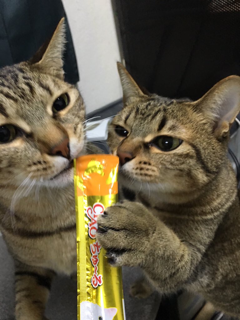 ちゅ るは未開封でもすごい 未開封ちゅーるに食いつくねこ様たち ちゅーるはにゃんこ専用合法どらっぐ Togetter