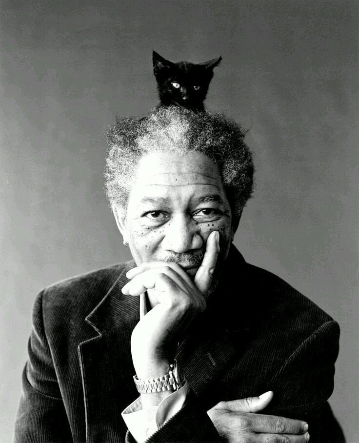 Chatchatcatcat's tweet photo. Morgan Freeman and cat 🐈
#mossmann #catslovers #portrait #cat #catsworld #felino #colorful #mensworld #igcat #insta… https://t.co/KSccWinXQA