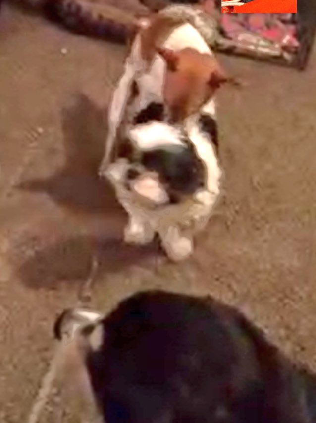 gabs_2015's tweet photo. So this happened while I was face timing @1998_wade today! 😳😳🙈 #hornydogs https://t.co/MXuwo2gqId