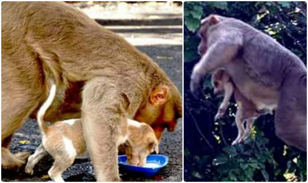 vikatan's tweet photo. பரம விரோதியிடம் காட்டிய பாசம் : நாய்குட்டி மீட்கப்பட்டதால் சோகத்தில் குரங்கு! https://t.co/GillehO46M https://t.co/LVSa6tOkuc