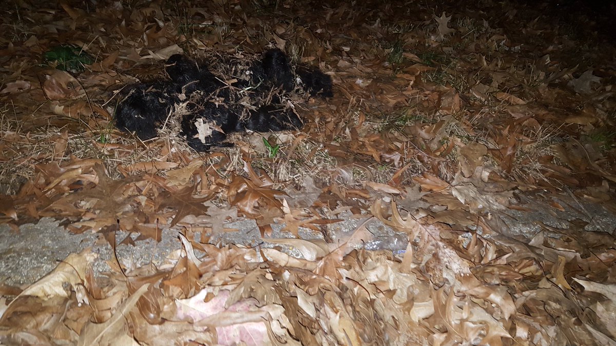 joehalenbeck's tweet photo. U can camouflage smthn all u want but listen, #imfrommemphis and u ain't hiding ya #tumbleweave https://t.co/RBRKVTBqUs