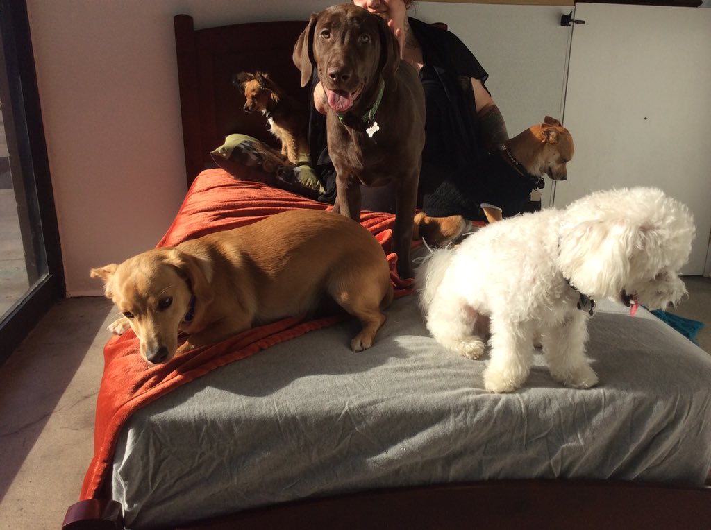 Bed is human and dog approved ❤️
