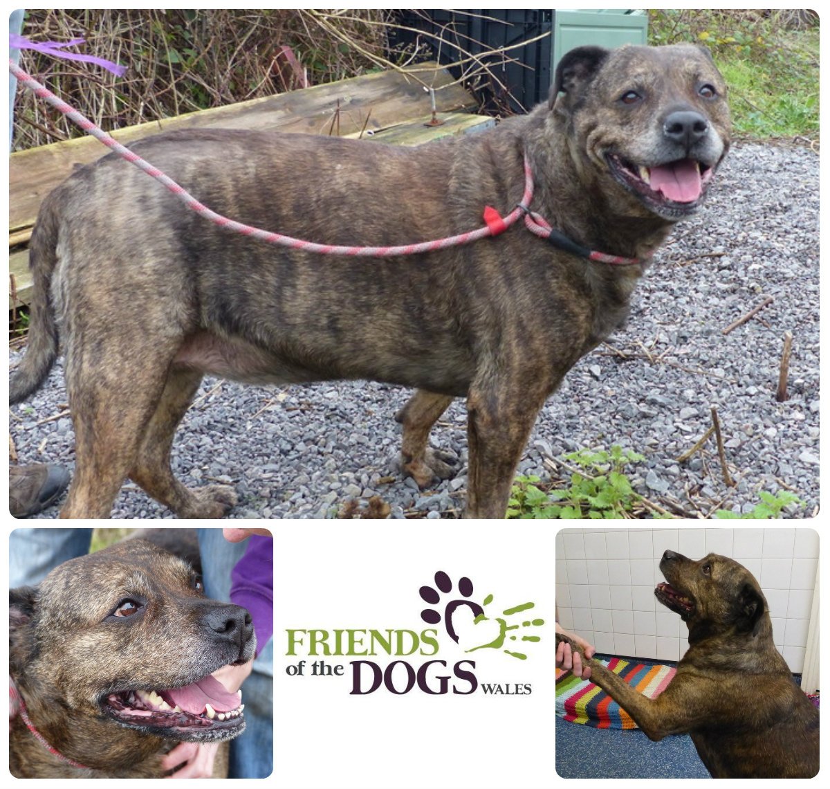 Friends of the Dogs tweet media