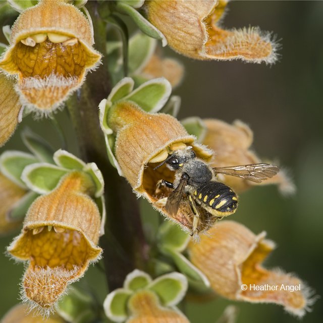 angelantics's tweet image. A female wool-carder bee picks up pollen as enters rusty foxglove Digitalis ferruginea @kewgardens @TommyTonsberg