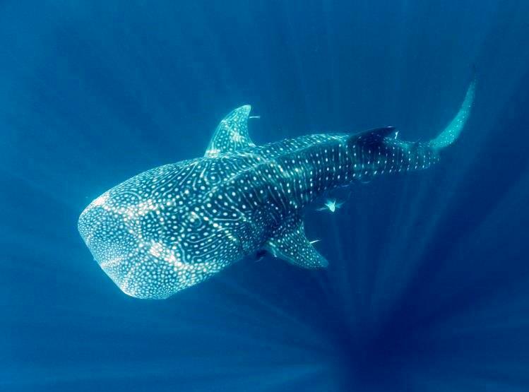 MaerskOilQatar's tweet image. شاهد: وثائقيات تلفزيون قطر - القرش الحوت في قطر youtube.com/watch?v=tOTX7_…