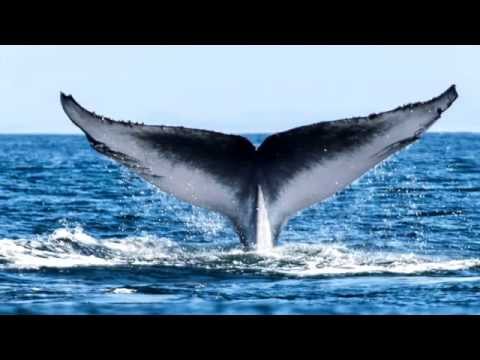 EmpireOfRelax's tweet image. goo.gl/jxmua7 --&amp;gt; Deep Sleep coming from under the ... #BackgroundMusic #Ins #MusicForLearning